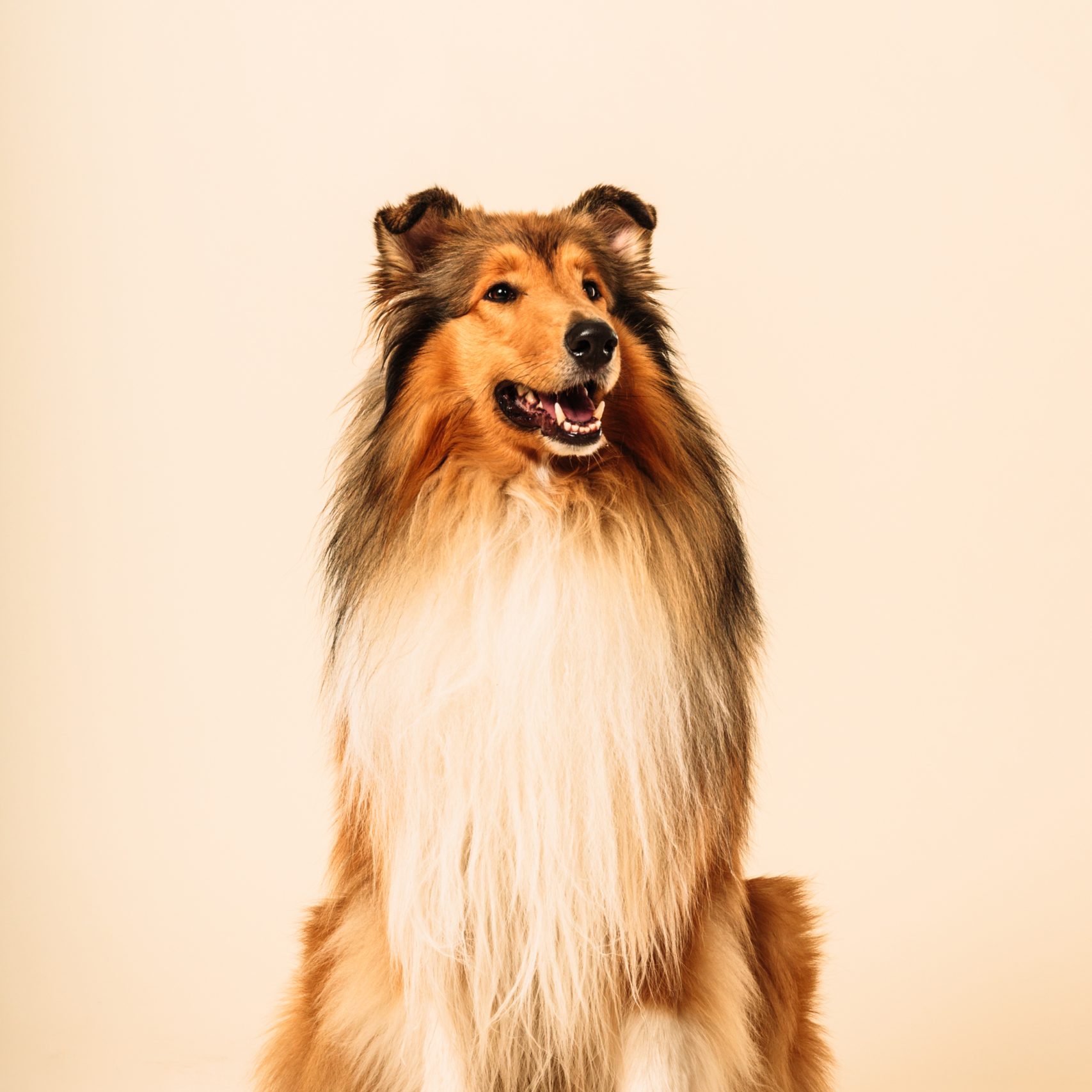 collie collie