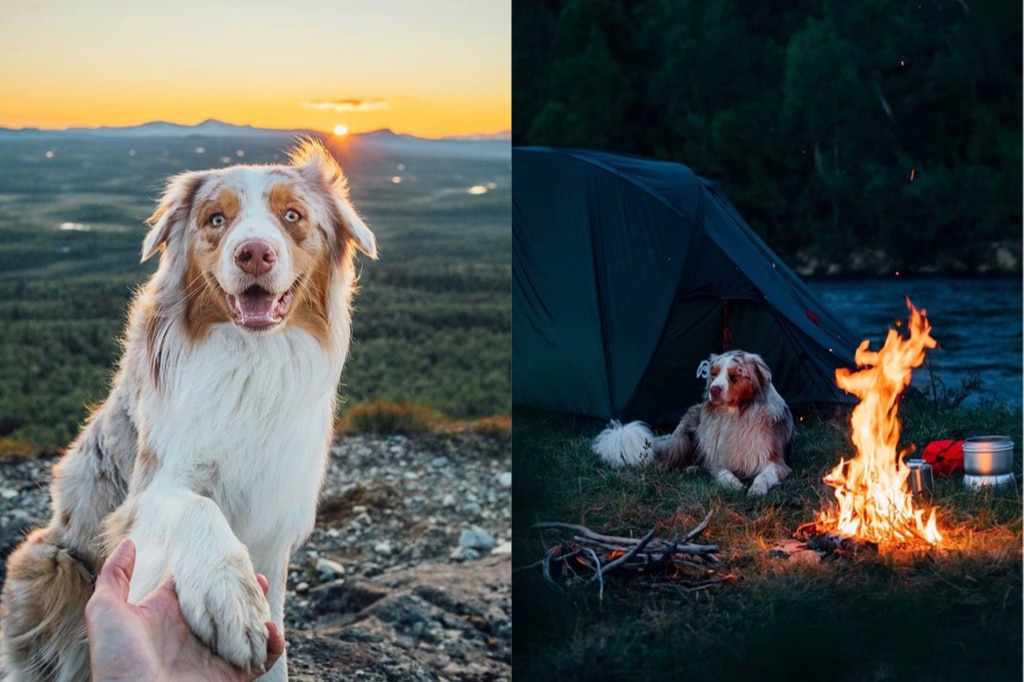 Intervju med Linus & Kiba: Att resa i Sverige med hund