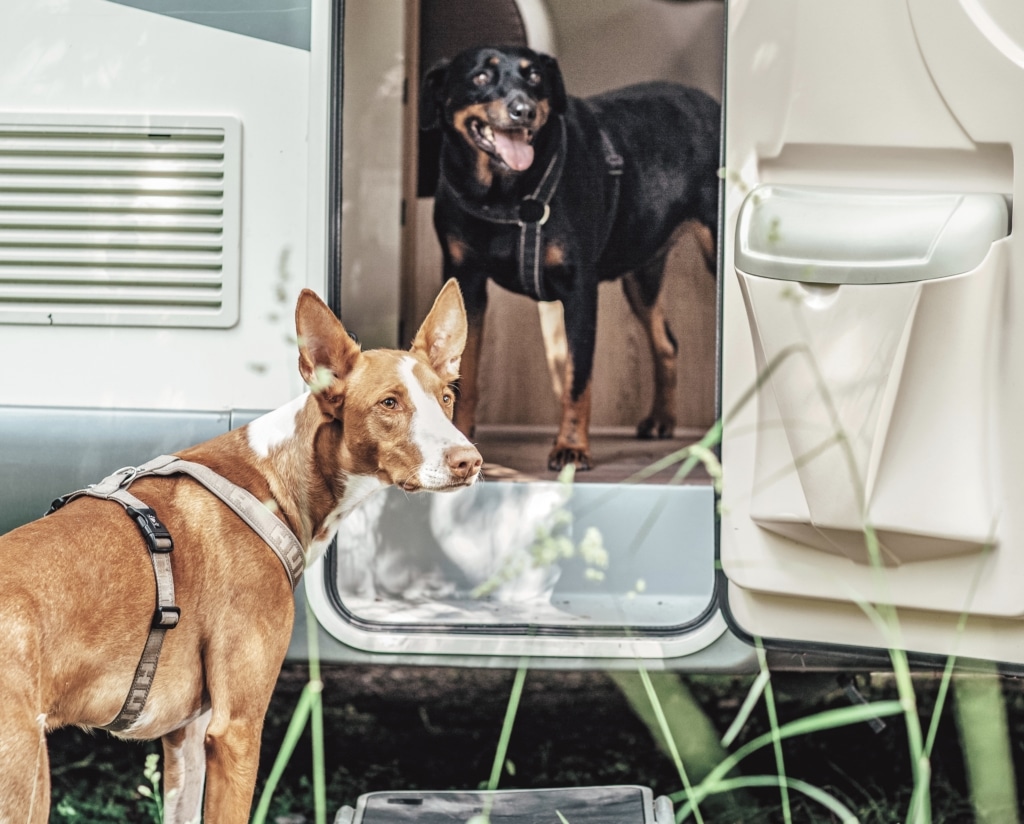 Roadtrip med hunden: 4 saker att tänka på