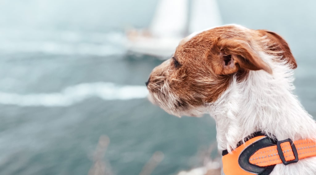 5 saker att tänka på när du åker båt med hunden