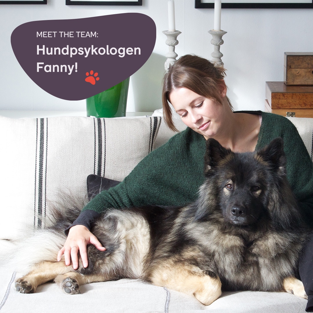 Hundpsykolog