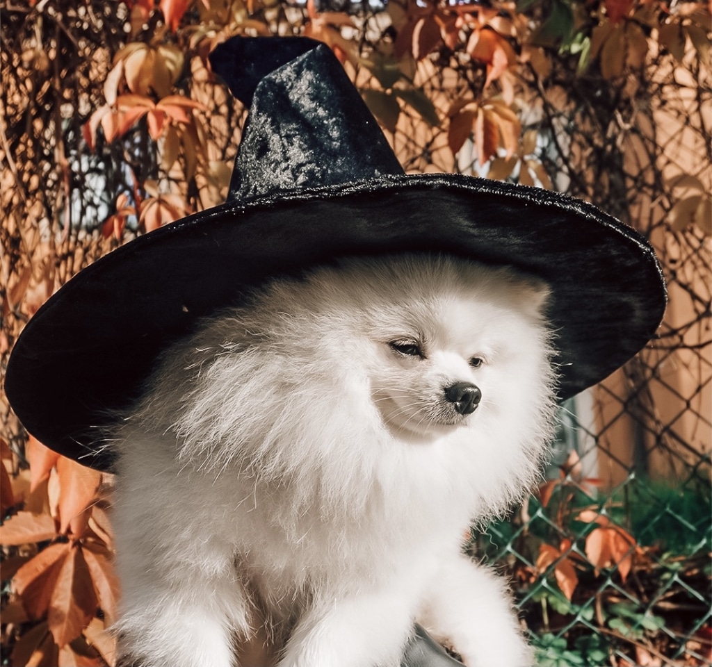 Trick or Treat! Så ser du till att hunden får det bra under helgen