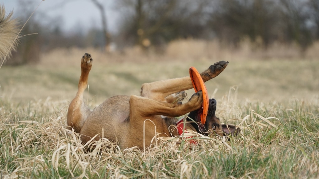 Belöningar – vad gillar din hund allra mest?