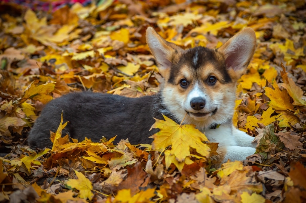 Fråga hundpsykologen