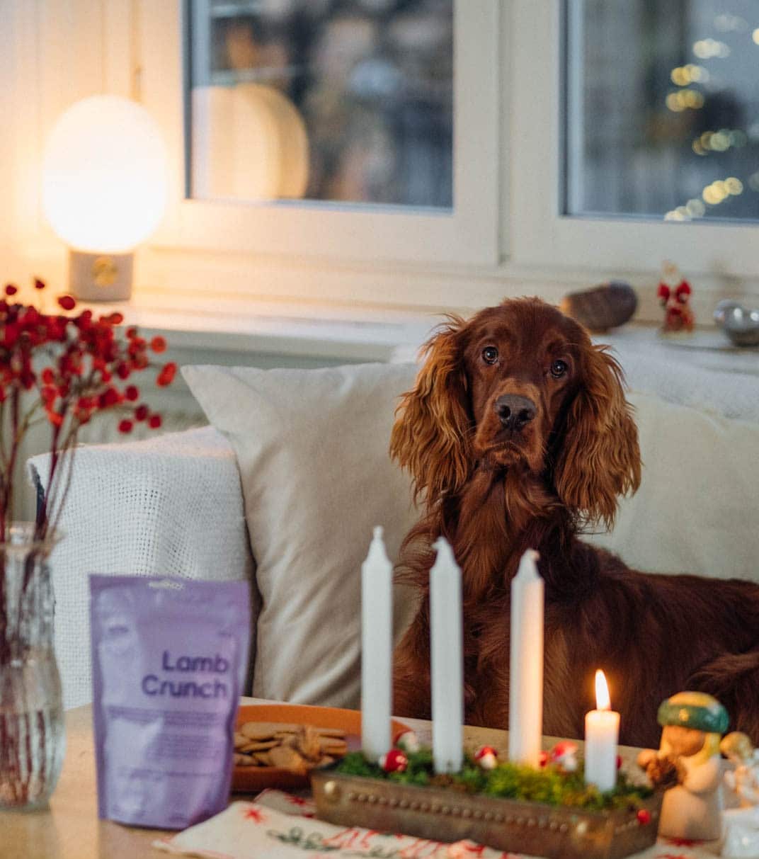 buddy pet foods_advent_nyttigt hundgodis