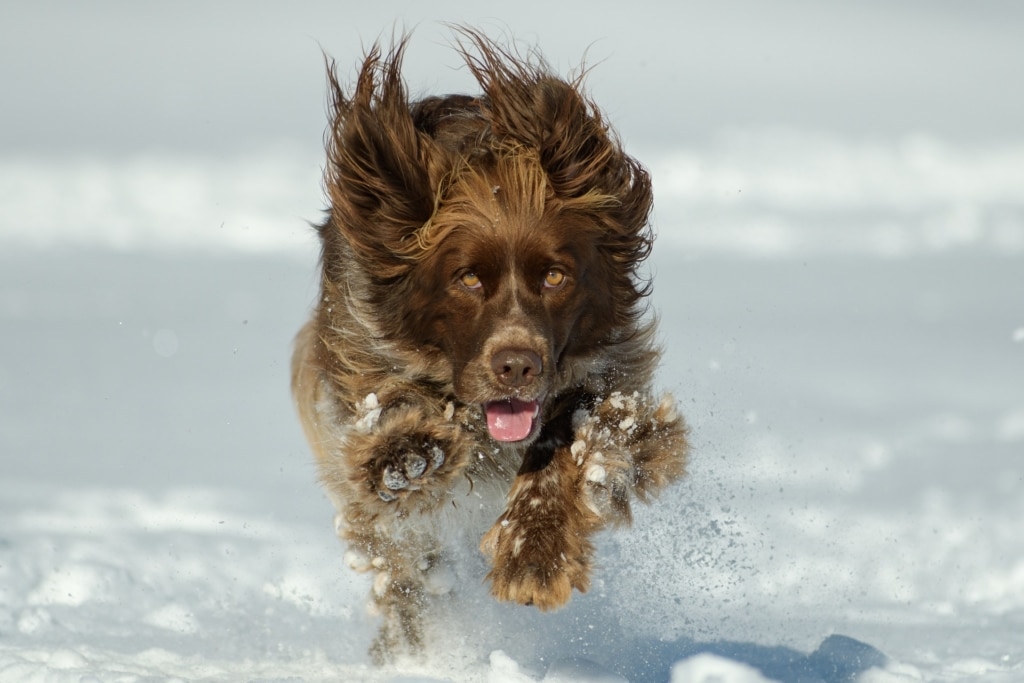 Så tar du hand om hunden i vinter