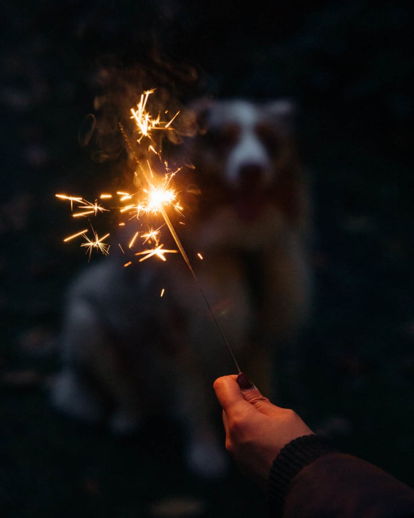 Vänj hunden vid höga ljud