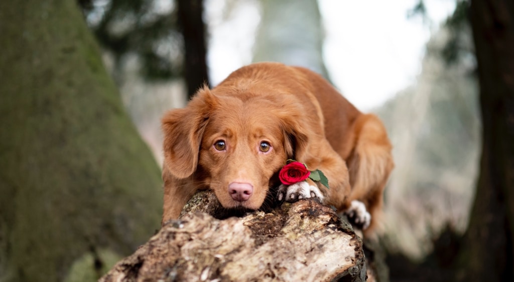 5 alla hjärtans dag presenter till din hund