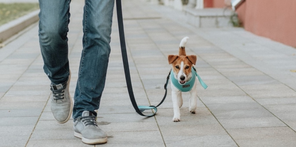 Drömmer du om en mer följsam hund?