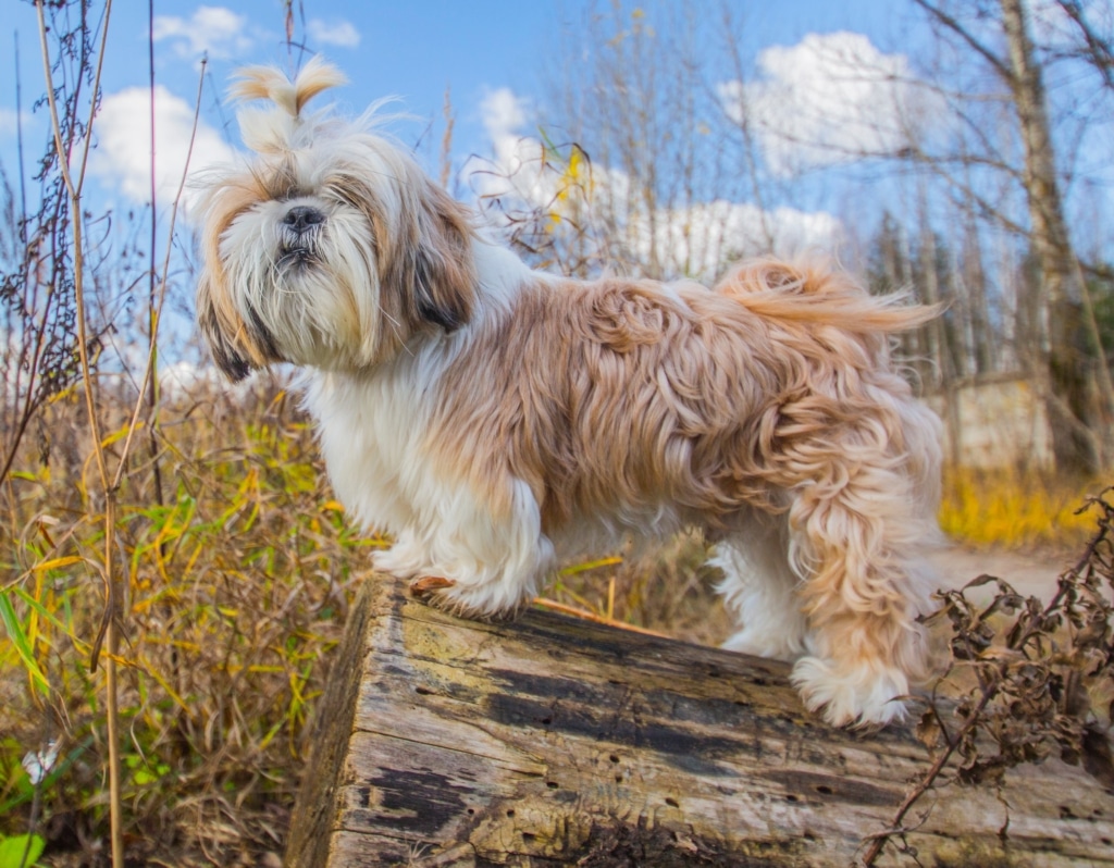 Låt hunden träna balans & kroppskontroll