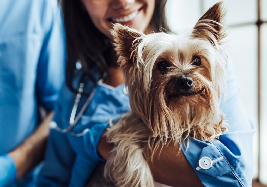 Så förbereder du hunden inför veterinärbesöket – med veterinär Elin Lindell