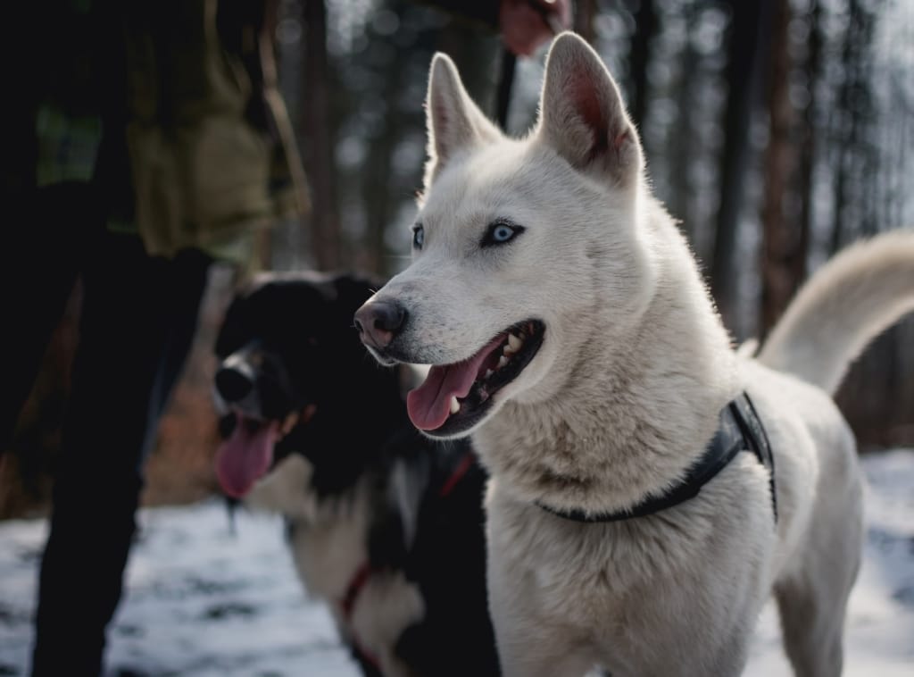 Härliga aktiviteter för sportlovet!