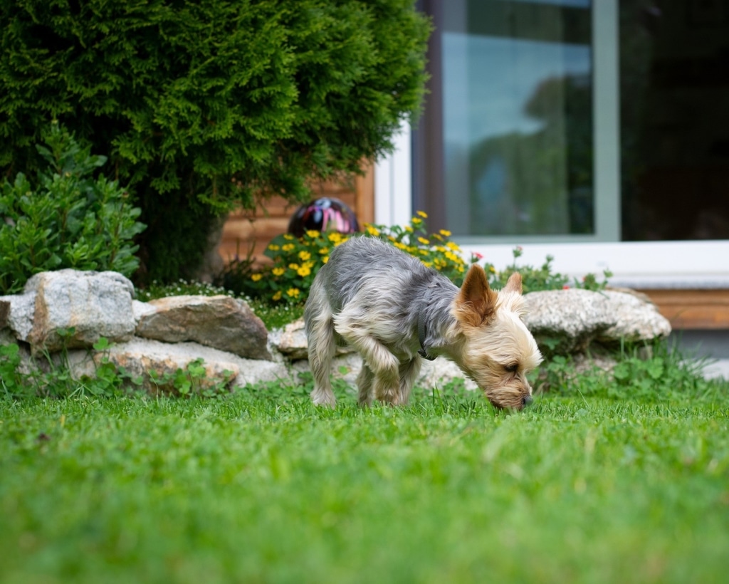 Träningstips – lär din hund att älska att leta godis!