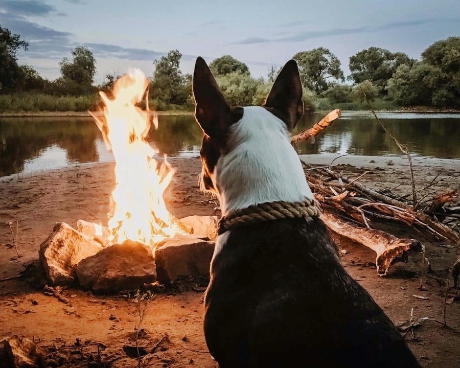 Så får hunden det bra på Valborg