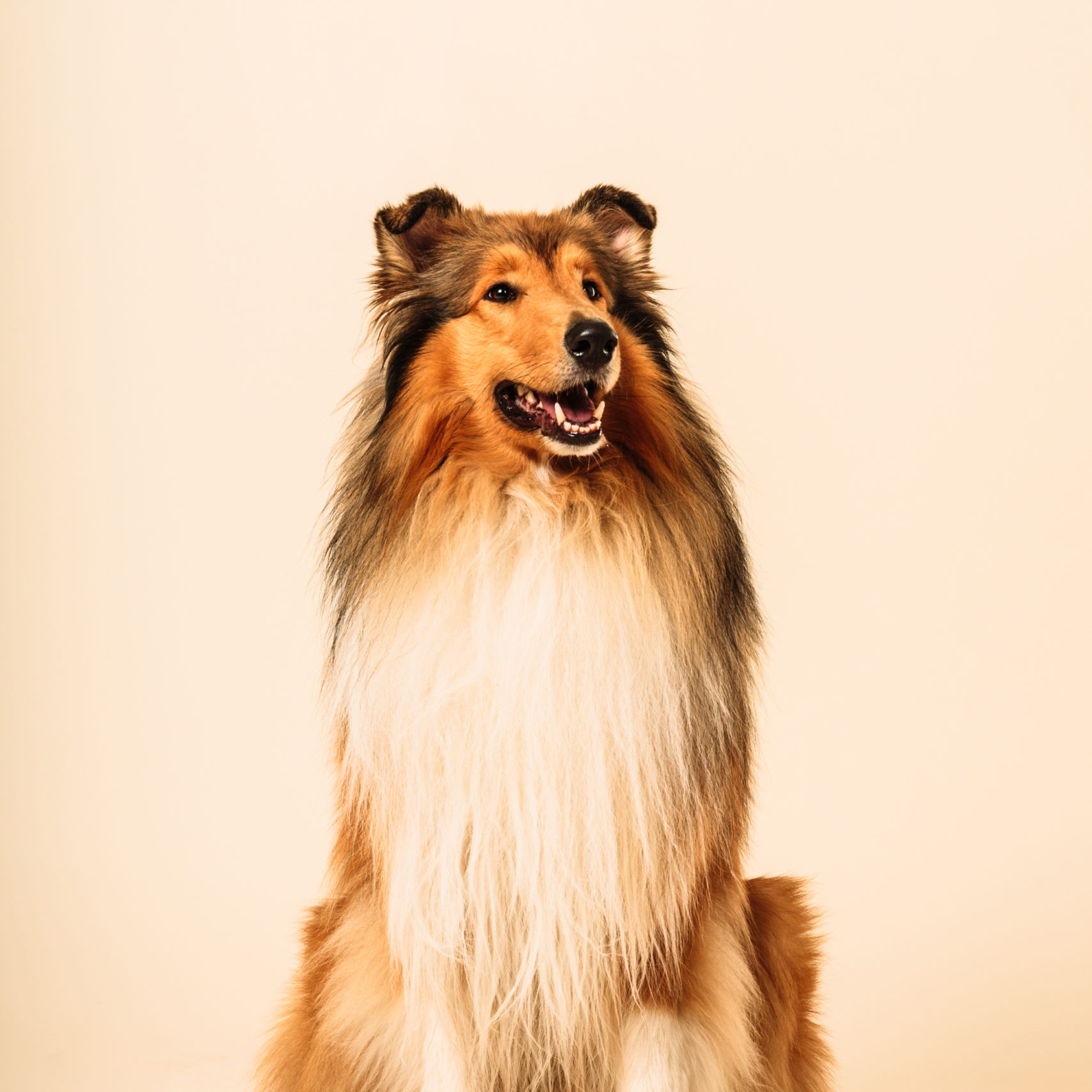 collie